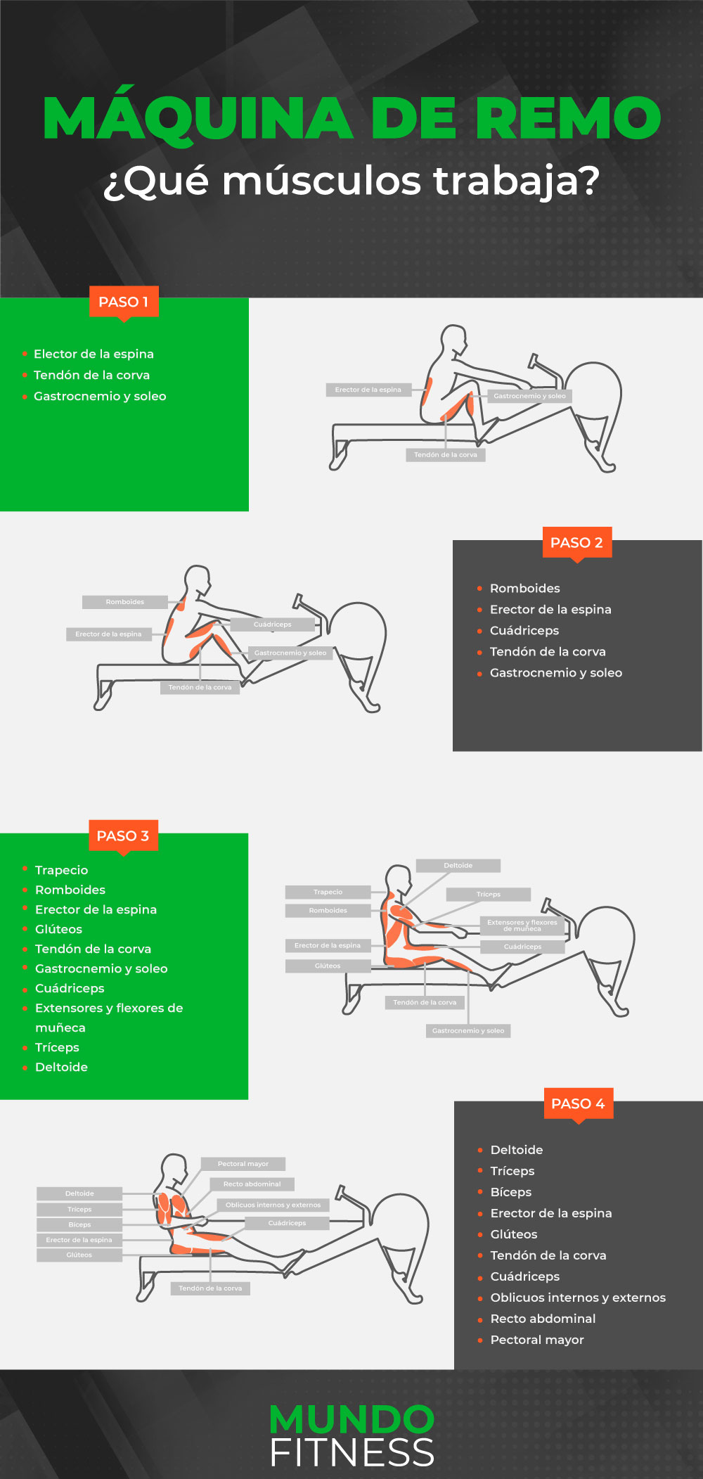 maquina-remo-que-musculos-trabaja-infografia