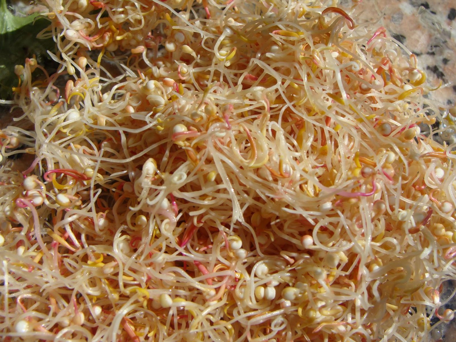 quinua germinada 