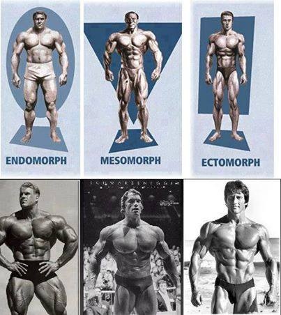 Tipos de cuerpo; Ectomorfo, Mesomorfo, Endomorfo